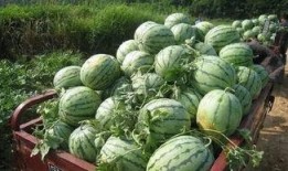 自然熟老瓜怎么吃,自然熟老瓜的多样食法探索