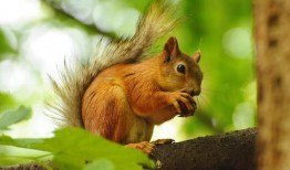 松鼠吃瓜叫唤的故事,一场欢乐的森林盛宴