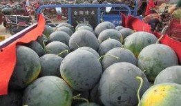 吃瓜视频售卖,揭秘热门瓜子的幕后故事