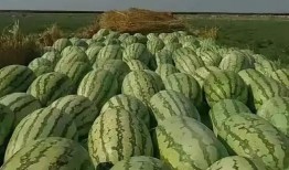 高速上瓜掉了吃瓜,瓜掉车中，吃瓜乘客的紧急应对