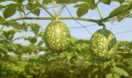 鸡吃吊瓜叶,绿色养殖新篇章