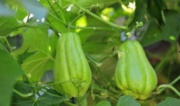 孕妇吃拂手瓜,营养与安全的双重保障