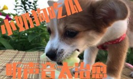 小狗吃瓜会咋样,趣味与风险并存