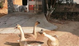 抓鹅吃瓜,一场鹅与瓜的趣味对决