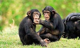 直播吃瓜变猩猩了吗,吃瓜群众变“猩猩”之谜揭秘