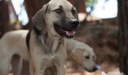 狗改不了吃瓜,揭秘动物习性中的趣味现象