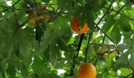 吊瓜怎么吃营养,美味与健康的完美结合