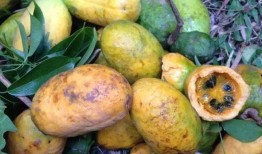 月月吃八月瓜,八月瓜的甜蜜时光