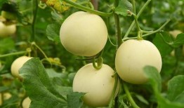 宜兴吃福瓜视频,传统美食的甜蜜传承