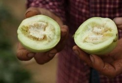 莱西吃瓜事件,一场引发全民热议的网络狂欢