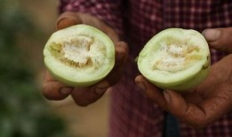 莱西吃瓜事件,一场引发全民热议的网络狂欢