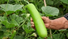 瓠瓜中间可以吃吗,美味与营养的双重享受