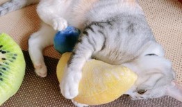 猫柠吃瓜,揭秘娱乐圈那些不为人知的幕后故事