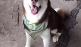 水瓜狗狗可以吃吗,宠物饮食指南揭秘