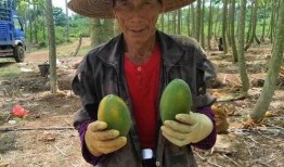 农民吃瓜视频大全,农民吃瓜视频大全趣味盘点