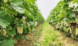 邹城田庄吃瓜,夏日里的“吃瓜”盛宴，感受乡村田园生活