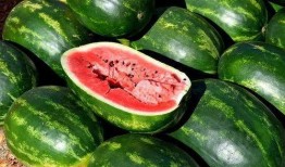 吃瓜手机摄影图片,吃瓜手机摄影作品集锦