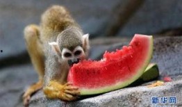 吃瓜是什么动物,探寻“吃瓜群众”背后的神秘动物之谜