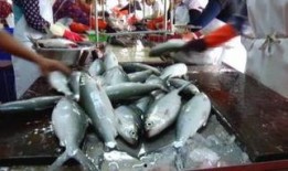 厦门吃瓜渔民是谁呀,揭秘厦门网红“吃瓜渔民”背后的故事