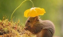 松鼠吃瓜叫唤的故事,一场欢乐的森林盛宴