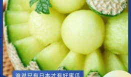 宝宝怎么吃网纹瓜,营养美味两不误