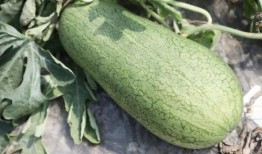 夏晚吃瓜,一场别开生面的晚宴体验