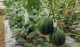 高速上瓜掉了吃瓜,瓜掉车中，吃瓜乘客的紧急应对