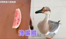 抓鹅吃瓜,一场鹅与瓜的趣味对决