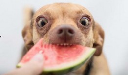 小狗吃瓜会咋样,趣味与风险并存