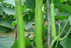 抓鹅吃瓜,一场鹅与瓜的趣味对决