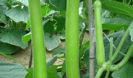 抓鹅吃瓜,一场鹅与瓜的趣味对决