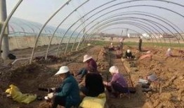 吃界首的瓜什么梗,揭秘吃界首瓜的神秘魅力