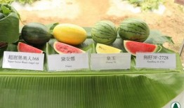 报团吃瓜全集,揭秘娱乐圈背后的秘密与真相