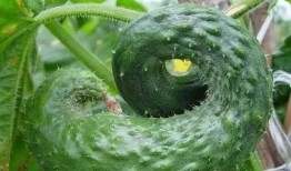 花花吃瓜被打,被打背后的真相揭秘