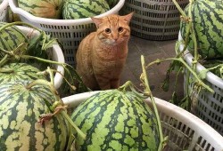 吃不动瓜,探寻消暑美食新风尚