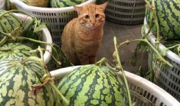 吃不动瓜,探寻消暑美食新风尚