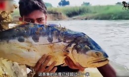 吃瓜大鱼电影院吃鸡