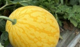 浙江吃瓜节目,揭秘当地美食文化，带你领略舌尖上的浙江