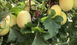 吃界首的瓜什么梗,揭秘吃界首瓜的神秘魅力