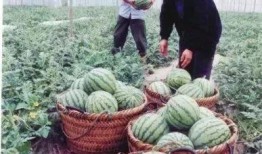 浙江吃瓜节目,揭秘当地美食文化，带你领略舌尖上的浙江