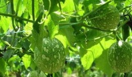 吊瓜怎么吃营养,美味与健康的完美结合