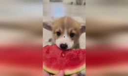 小狗吃瓜会咋样,趣味与风险并存