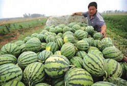 农民吃瓜馒头视频,农民创意美食走红网络