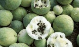 砸西瓜路人吃瓜,一场街头美食的狂欢盛宴