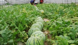 农民吃瓜视频大全,农民吃瓜视频大全趣味盘点