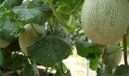 吃华法林吃哈密瓜,双重营养，健康生活新选择