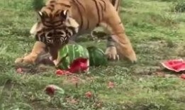 虎二瓜咋吃,虎二瓜的多样吃法探索