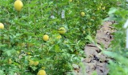 吃瓜游景区,吃瓜游景区的欢乐之旅