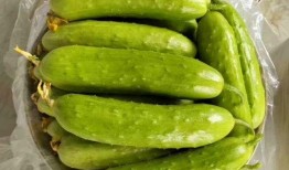 梦见买减肥瓜吃,揭秘减肥瓜的神奇魔力