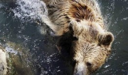 直播吃瓜变猩猩了吗,吃瓜群众变“猩猩”之谜揭秘